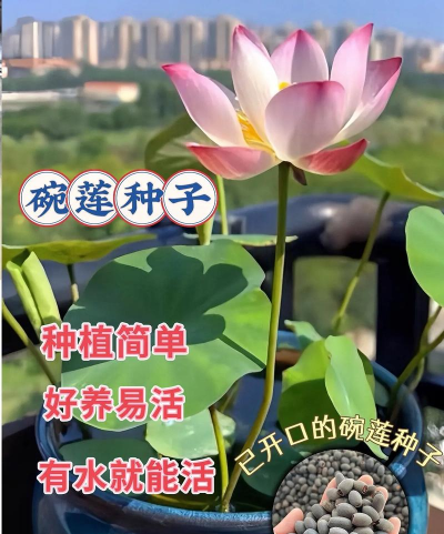 无土荷花怎么种植方法 无土荷花怎么种植方法