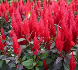 新疆凤尾鸡冠花种植方法 新疆凤尾鸡冠花种植方法