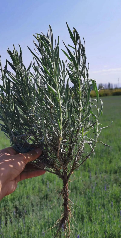 新疆伊犁适合种什么农作物 新疆伊犁适合种什么农作物
