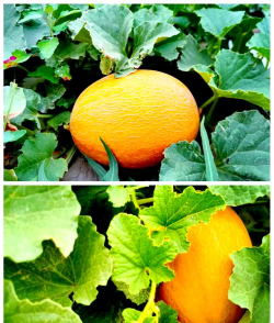 新疆戈壁滩农作物种类 新疆戈壁滩农作物种类