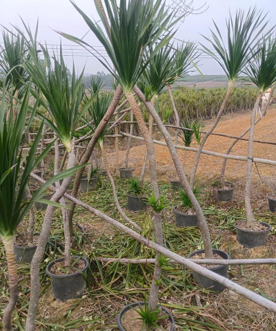 龙血树能活多少年 龙血树能活多少年