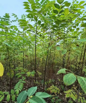 扬子江黄柏种植 扬子江黄柏种植