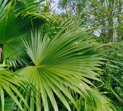 扇叶葵树种子怎么种植的 扇叶葵树种子怎么种植的