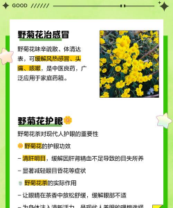 房前屋后能否栽黄菊花 房前屋后能否栽黄菊花