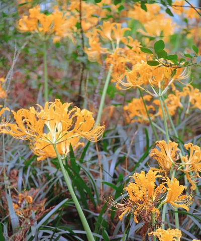 忽地笑和彼岸花的区别 忽地笑和彼岸花的区别