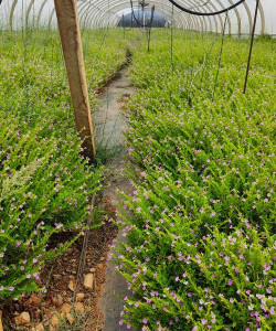 山西高30公分满天星品种有哪些 山西高30公分满天星品种有哪些