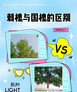 山槐和刺槐的区别 山槐和刺槐的区别