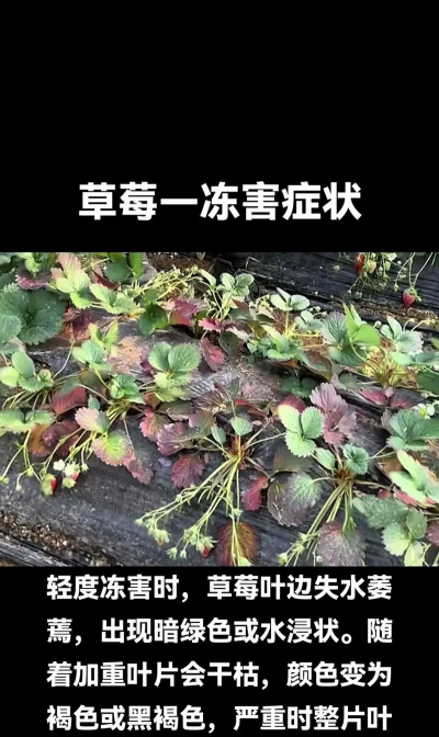 如何应对霜冻对农作物造成的伤害 如何应对霜冻对农作物造成的伤害