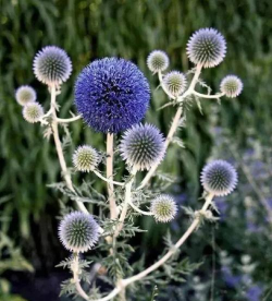 蓝刺头花语 蓝刺头花语