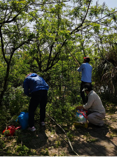 刺槐的生长习性有 刺槐的生长习性有