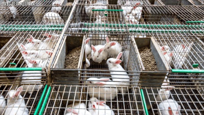 养兔子提供哪种食物作草料比较好 养兔子提供哪种食物作草料比较好