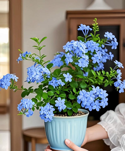 蓝雪花适合种植吗 蓝雪花适合种植吗