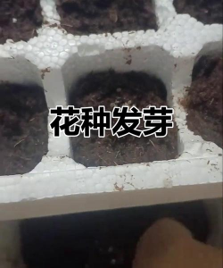 芝樱花落了之后会结种子吗 芝樱花落了之后会结种子吗