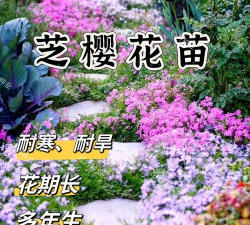 芝樱花苗非种子地被丛生 芝樱花苗非种子地被丛生