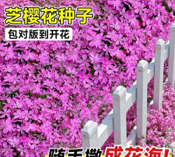 芝樱花籽怎么种植 芝樱花籽怎么种植