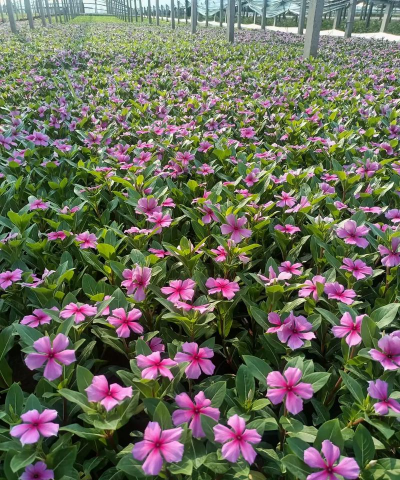 河南长春花种植基地 河南长春花种植基地