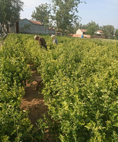 河南地面种植花 河南地面种植花