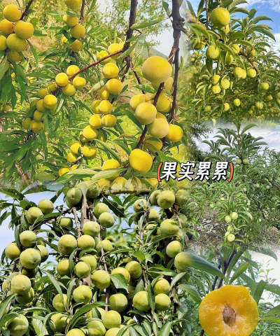 蜂糖李适合海拔多少度种植高产栽培技术全解析 蜂糖李适合海拔多少度种植高产栽培技术全解析