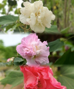 芙蓉花长什么样 芙蓉花长什么样