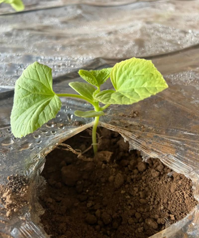 哈密瓜怎么种植 哈密瓜怎么种植