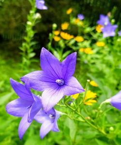 夏季有哪些花 夏季有哪些花