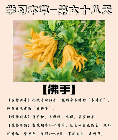 佛手是什么 佛手是什么
