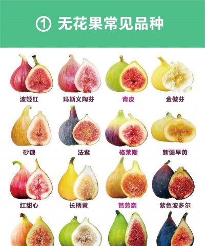 无花果树怎么种植 无花果树怎么种植