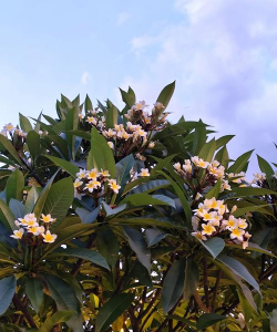 什么是鸡蛋花 什么是鸡蛋花