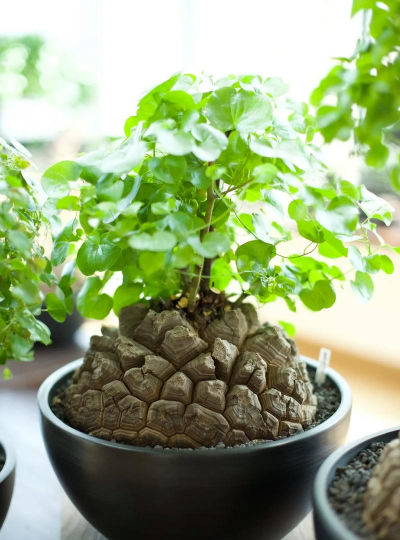 龟甲龙用什么土 龟甲龙用什么土