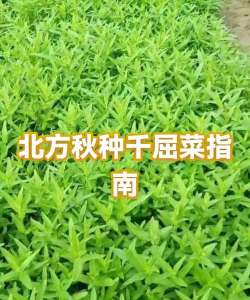 千屈菜怎么种植 千屈菜怎么种植