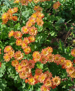 秋天的花有哪些颜色 秋天的花有哪些颜色