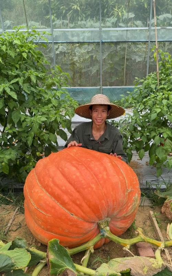 巨型南瓜怎么种植 巨型南瓜怎么种植