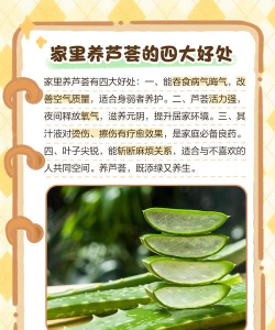 芦荟放在什么地方吉利 芦荟放在什么地方吉利