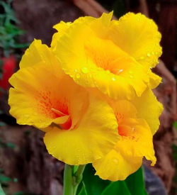 表示未来的花有哪些 表示未来的花有哪些