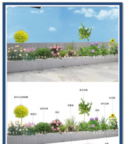 花箱怎么种植 花箱怎么种植