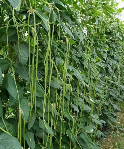 豇豆什么种 豇豆什么种