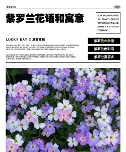 紫罗兰的花语和寓意 紫罗兰的花语和寓意