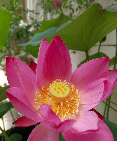 六月开什么花 六月开什么花