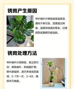 琴叶榕新叶子有锈斑什么回事 琴叶榕新叶子有锈斑什么回事