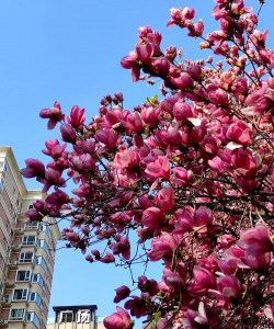 西安市花是什么 西安市花是什么