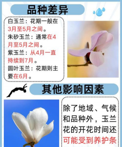 白玉兰的花期是什么时候 白玉兰的花期是什么时候