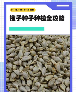 橙子的种子怎么种植 橙子的种子怎么种植