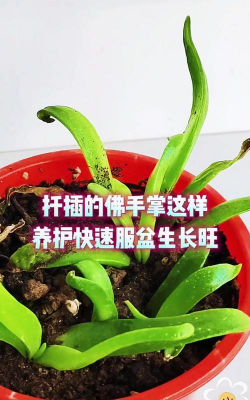 佛手掌如何扦插 佛手掌如何扦插