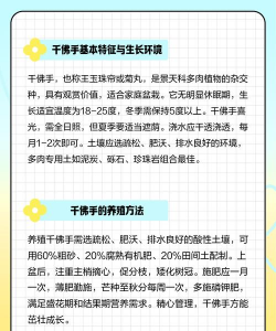 千佛手多肉怎么养 千佛手多肉怎么养