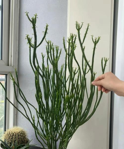 光棍树图片大全图库 光棍树图片大全图库