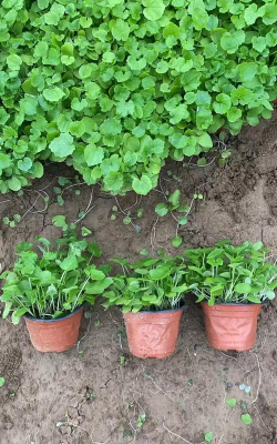 二月兰怎么种植 二月兰怎么种植