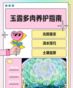 玉露的盆栽养护方法 玉露的盆栽养护方法
