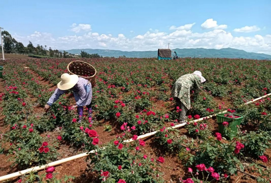 食用玫瑰花怎么种植 食用玫瑰花怎么种植