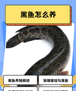 怎么养黑鱼 怎么养黑鱼