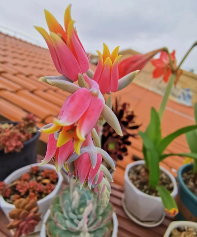 多肉为什么开花 多肉为什么开花